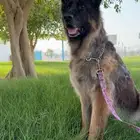 كلب جيرمن شيبرد شولاين انثى