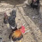 دجاج عربي ادجاج شرط حضان