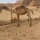 ناقه وبكره النرقع العلا