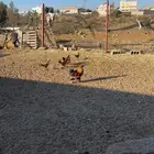 6 دجاج   ديك ودجاجه كوشن و4 بلدي الكوشن مفرخه وعليها 2 .