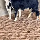 نجدية والد رباع