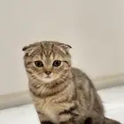 قطط كيتن سكوتش فولد للبيع