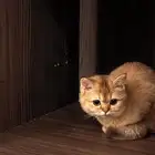قط سكوتش ستريت للبيع