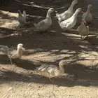 بط أعمارهم البعض 4 اشهر و البعض 6 اشهر عدد 10