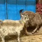 ماعز قزمي صنف مطور مع تركي