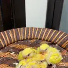 فروخ روز