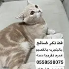 سكوتش جابو مفقود