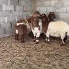 نعيم