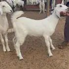 تيوس شحم للبيع