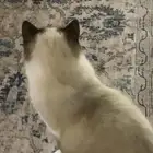 قط ذكر للتزاوج