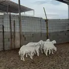 خرفان حريات