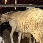 موصل حلال موتر شاص طويل لتواصل