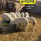 ذبايح حريات فاخره هرفي هرافي