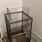 اغراض ببغاء