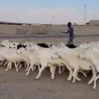للبيع43 راس بالفحل كفو صنف الصنف