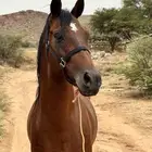 حصان شعبي