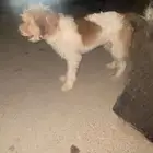 بيع كلب نظيف ونادر وما ادري عن نوعه الصراحه