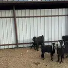 معزا ولد العدد اربع