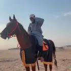 حصان شعبي طيب بل حيل الموقع الجله