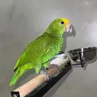 فرخ دبل يلو هد سوبر جانبو( تم البيع)