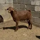 للبيع تيوس كلهاري وبورقت