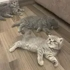 قطط سكوتش