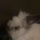 ارنب انقورا ذكر مع انثى