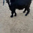 تيس للبيع