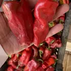 حبحر شقراء شمسي جامبو