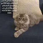 قط شيرازي للبيع السعر من 800_900