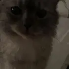 قطه لتبني