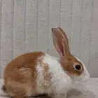 للبيع ارنب انثى