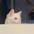 بس شيرازي