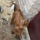 تيوس