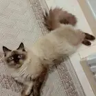 قط هملايا للتبني