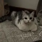 قطه للتبني