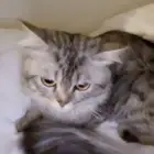 قط شيرازي