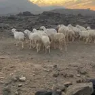 اعرض لكم ظان مقاني 17