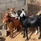 تيوس للبيع