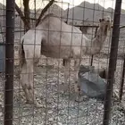 جمل حر ولد حبيب جهينه