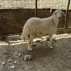 مشروع فحل حري صنف الصنف