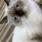 قطوه لطيفه