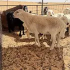 فحل حري طيب صنف منتج وإنتاجه طيب للبيع