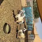 جفرات مقاني طيبه