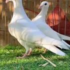 زاجل ابيض صك طبه فاخره