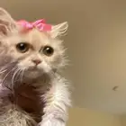 قطه صغيره للتبني