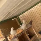 قطايف