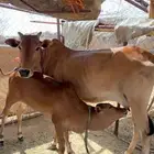بقره ام ثالث هديه متحرك