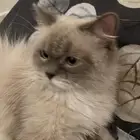 قط يطلب تزاوج