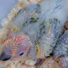 فروخ صن كنيور صبغه قويه